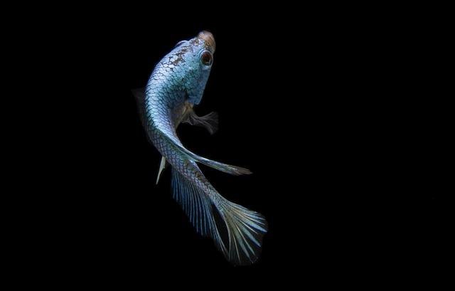 Pescado Fresco: Opciones ‌Imperdibles para los Amantes⁣ del ‌Mar