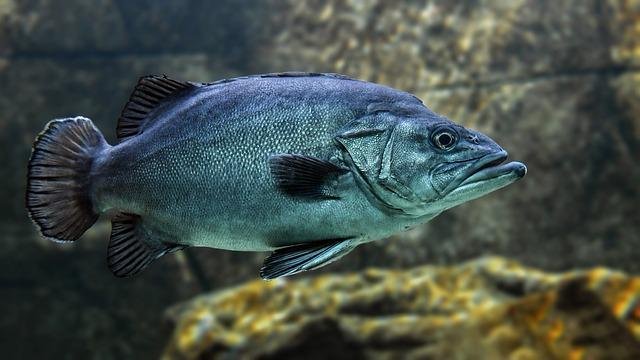 Delicias del Mar: Los Mejores Restaurantes de pescado en Los Alcázares