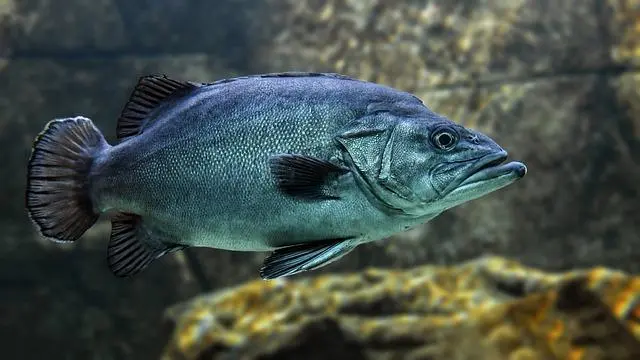 Delicias del Mar: Los Mejores Restaurantes de pescado en Los Alcázares