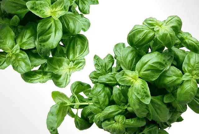 Ingredientes frescos y locales: la base‌ de la cocina búlgara